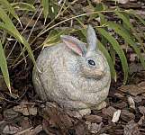 Portly Bunny Medium