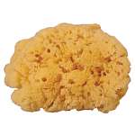 Yellow Sponge