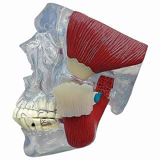 TMJ Model