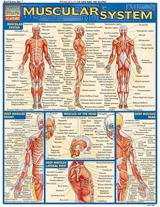 Quick Study Guides: Muscular System