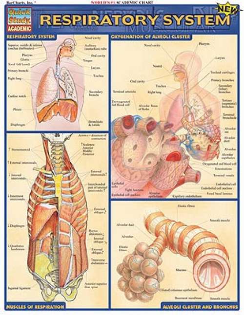 Quick Study Guides: Respiratory System Quick Study Guides: Respiratory System