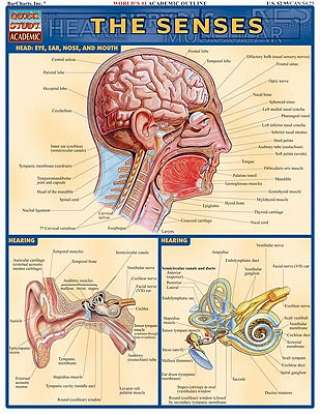 Quick Study Guides: Senses