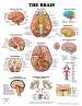 The Brain