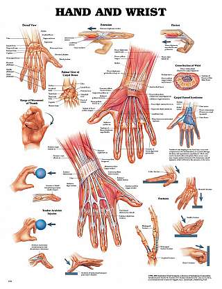 Hand and Wrist