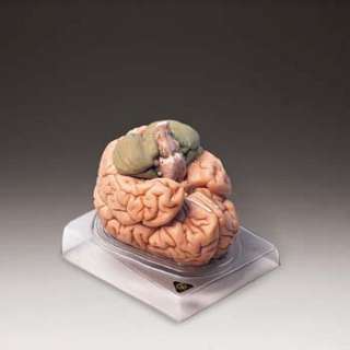 Deluxe Brain Model Deluxe Brain Model