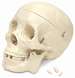 Budget Skull