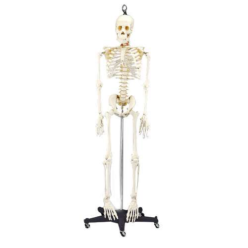 Budget Bart Skeleton Budget Bart Skeleton