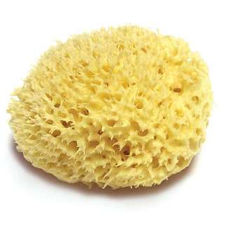 Sea Wool Sponge Sea Wool Sponge