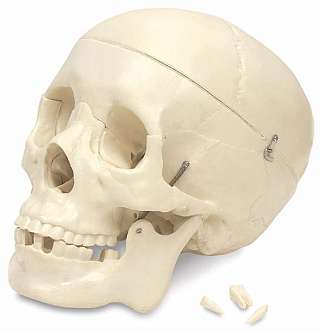 Budget Skull Budget Skull