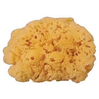 Yellow Sponge Yellow Sponge
