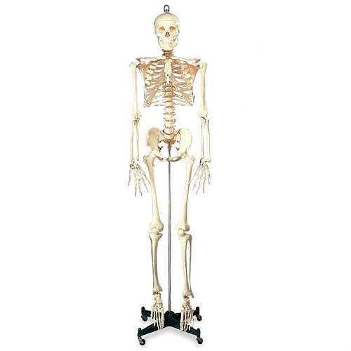 Budget Bucky Skeleton Budget Bucky Skeleton