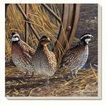Game Birds Quail Coasters Set of 4
