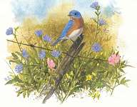 Four Seasons of Birds Notecard Set - Book