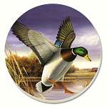 Water Birds Mallard Coasters Set of 4