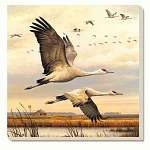Sandhill Cranes Coasters Set of 4