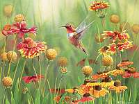 Rufous Hummingbird 500 piece Puzzle