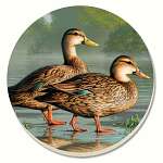 Water Birds Brown Duck Coasters Set of 4