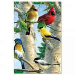 Favorite Songbirds Eco Notes