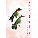 Ruby-Throated Hummingbird Eco Notes