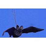 Bat with Sisal Loop