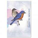 Eastern Bluebird Eco Notes