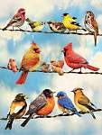Birds on a Wire 500 pcs