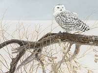Fallen Willow Snowy Owl 500 pcs