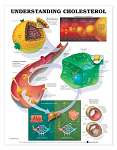 Understanding Cholesterol