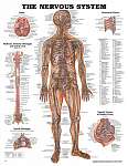 The Nervous System