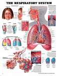 The Respiratory System