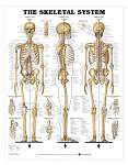 The Skeletal System
