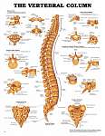 The Vertebral Column