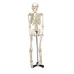 Mr. Thrifty Skeleton