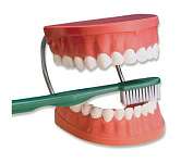Giant Tooth Brushing Model