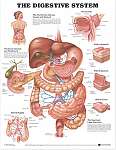 The Digestive System