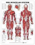 The Muscular System Anatomical Chart