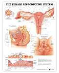 The Female Reproductive System Anatomical...
