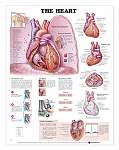 The Heart Anatomical Chart - Laminated