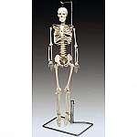 Flexible Mr. Thrifty Skeleton With Spinal Nerves
