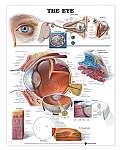 The Eye Anatomical Chart - Laminated