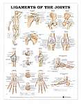 Ligaments of the Joints Anatomical Chart -...