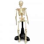 Petite Pete Skeleton