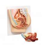 Human Female Pelvis Section