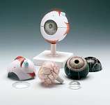 Human Eye Model