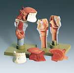 Human Larynx with Tongue
