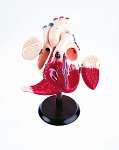 Giant Hands on Heart Model