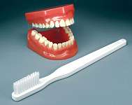 Flossing and Brushing Model