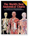 World's Best Anatomical Chart