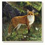 Morninig Light Fox Coasters Set of 4