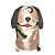BROWN DOG